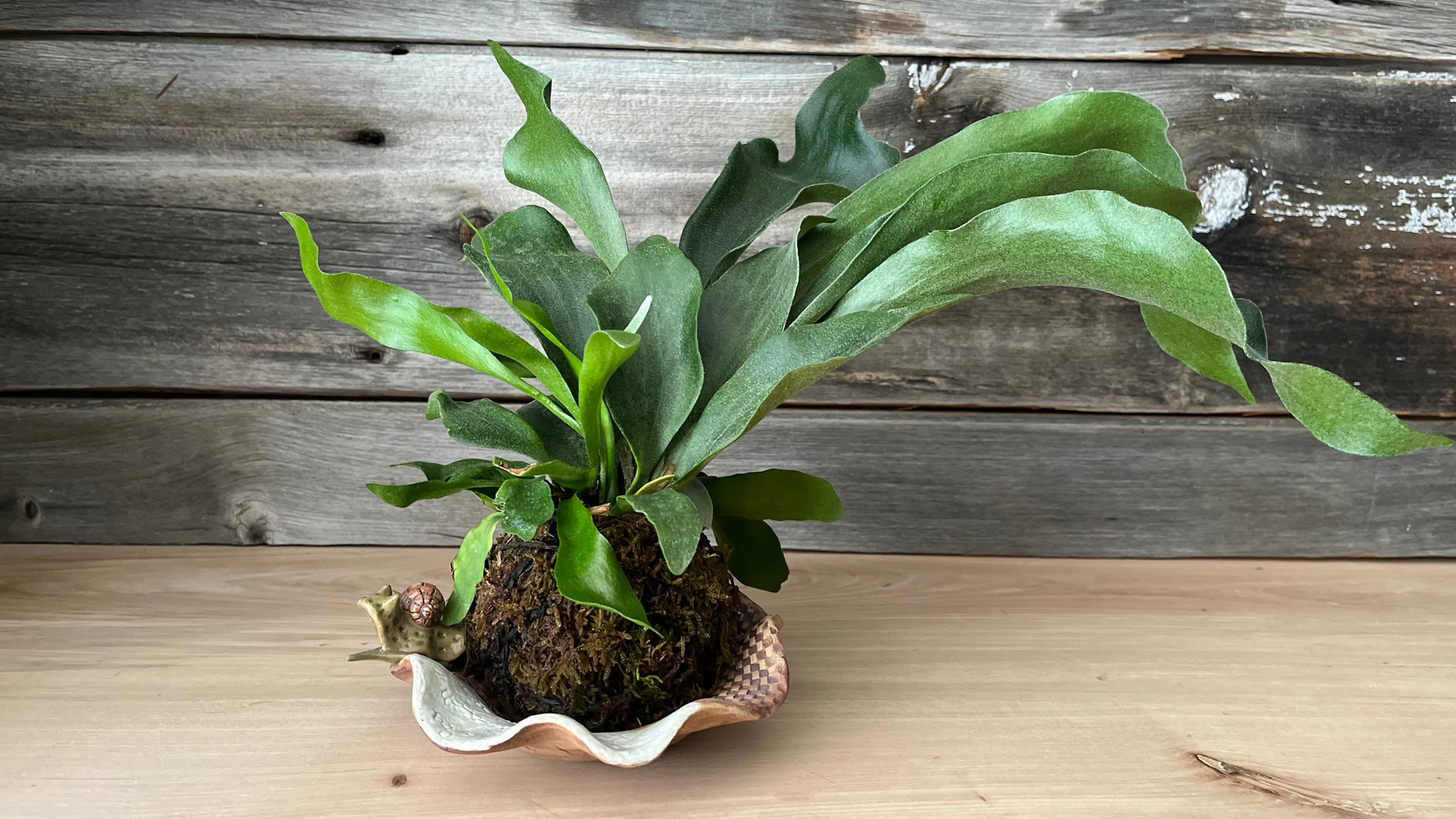 Kokedama Planter - 2 Day Workshop