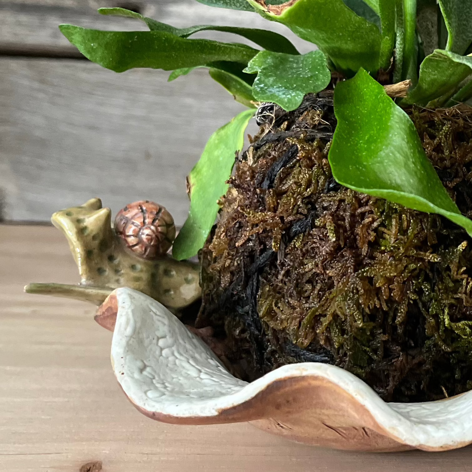 Kokedama Planter - 2 Day Workshop