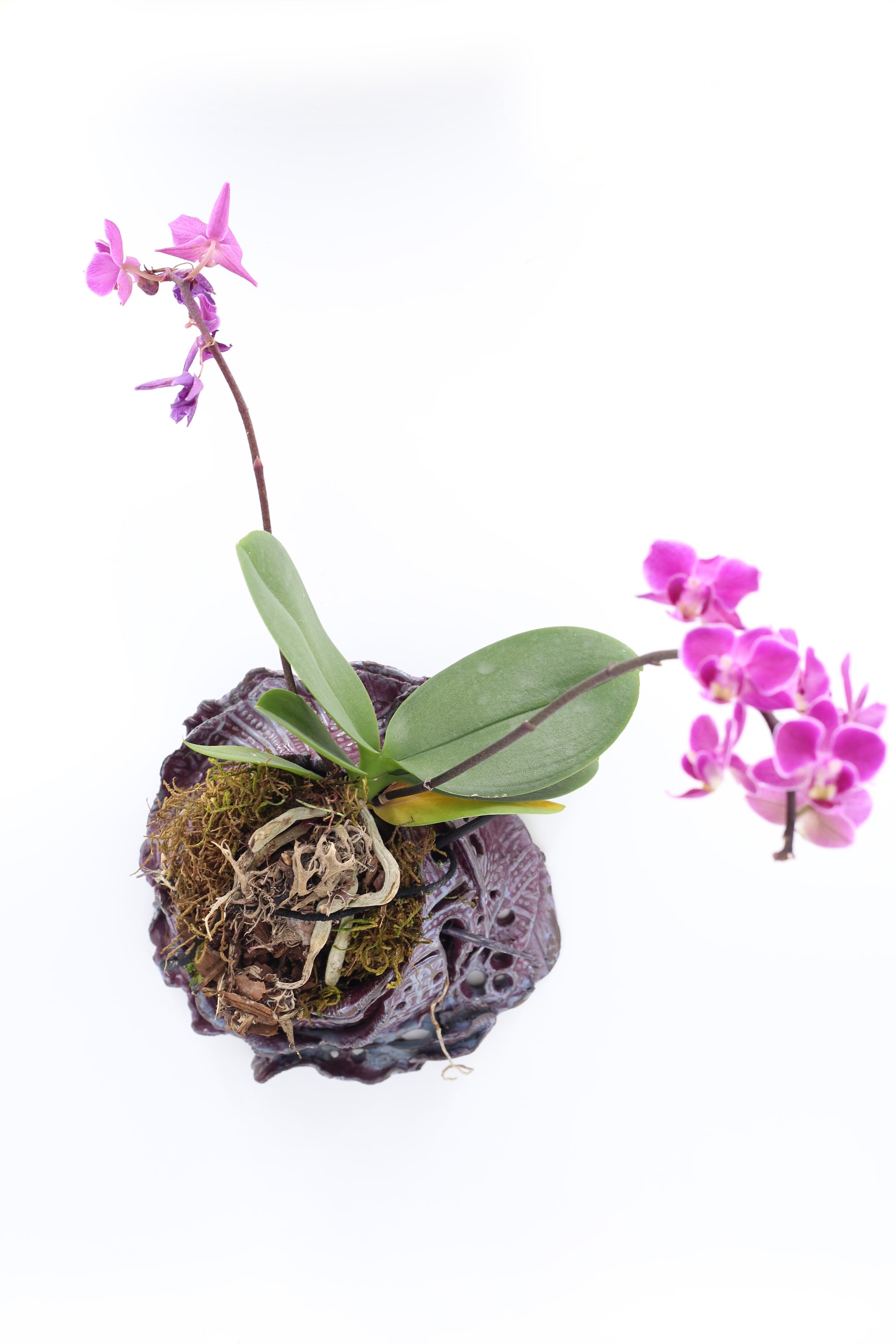Wall Planter