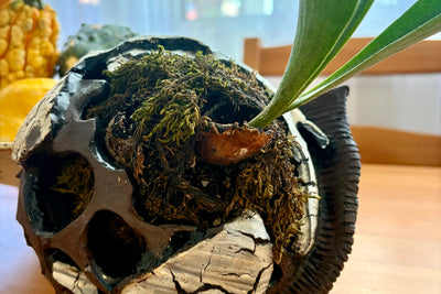 Kokedama Planter - 2 Day Workshop
