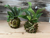 Kokedama centrepiece - 2 Day Workshop