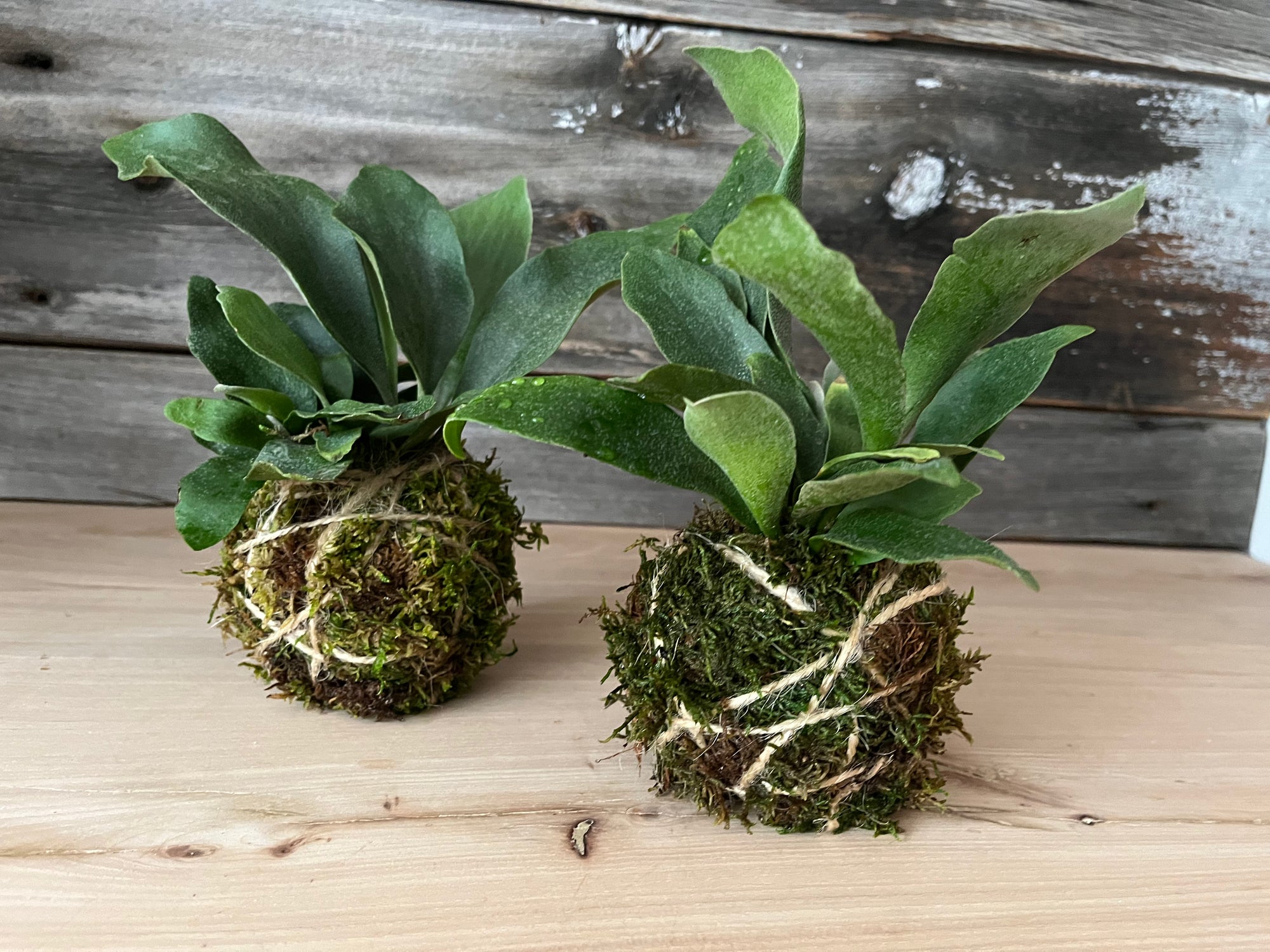 Kokedama Planter - 2 Day Workshop