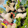 Earth Day - Seed Bomb - Kid Friendly!