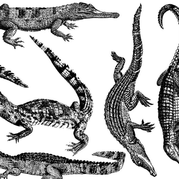Crocodiles and Alligators Black (Decal-006)