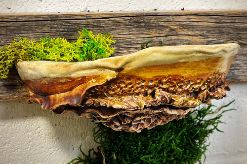 Mushroom Shelf