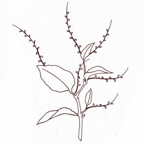 Line Drawn Foliage (Various Sizes)