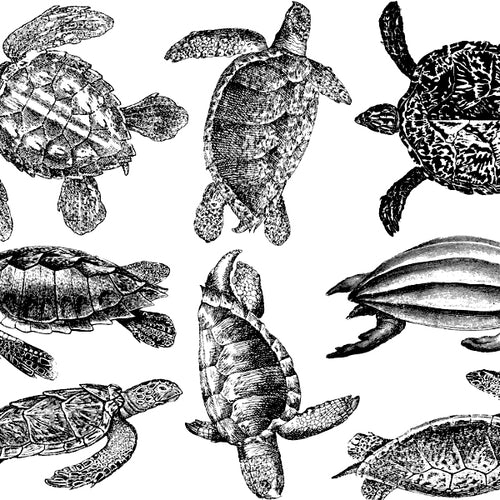 Sea Turtle Black (Decal-028)